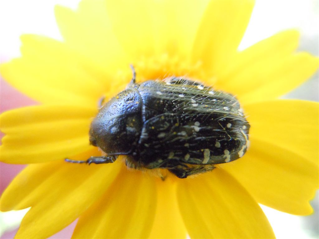 Folla al mercato dei fiori (Oxythirea e Halictidae)